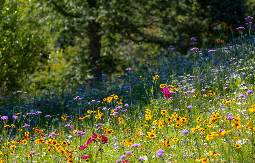 Enhancing biodiversity & green spaces